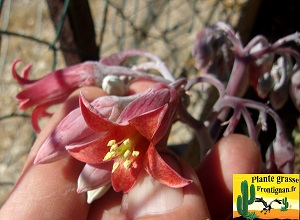 Cotyledon orbiculata Rose