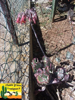 Cotyledon orbiculata Rose