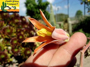 Cotyledon Takbok fleur