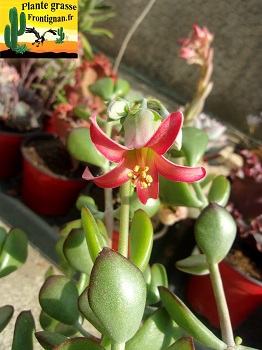 Cotyledon woodii