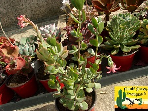 Cotyledon woodii