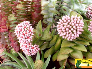 Crassula Bride Bouquet