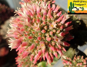 Crassula Buddh s Temple