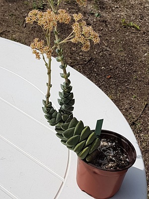 Crassula Moonglow