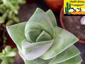 Crassula Moonglow