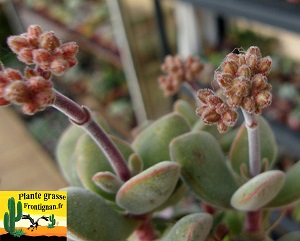 Crassula Velveta