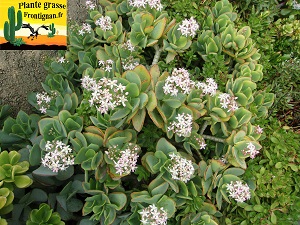 Crassula arborescens ssp undulatifolia