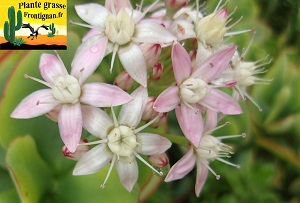 Crassula arborescens ssp undulatifolia