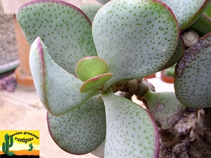 Crassula arborescens