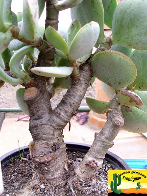 Crassula arborescens