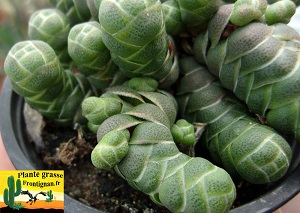 Crassula barklyi