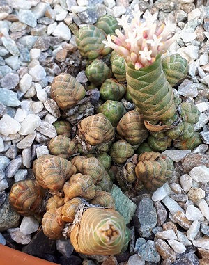 Crassula barklyi