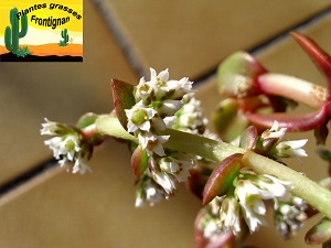 Crassula capitella Campfire