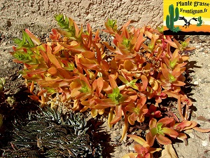 Crassula capitella Campfire