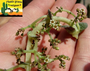 Crassula hemisphaerica