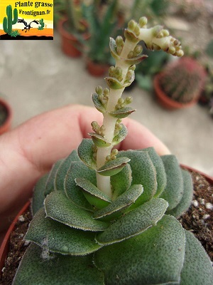 Crassula hemisphaerica