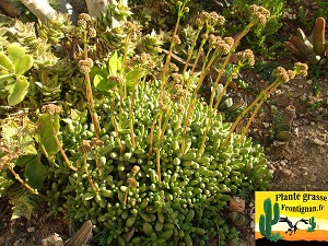 Crassula herrei