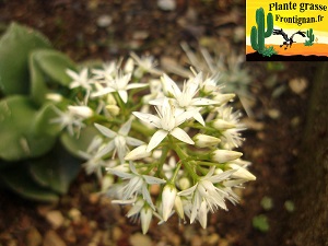 Crassula lactea