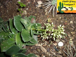 Crassula hydathodes