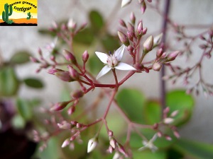 Crassula multicava