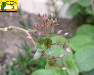 Crassula multicava