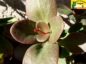 Crassula multicava