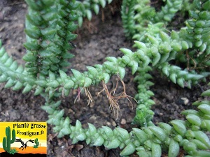 Crassula muscosa