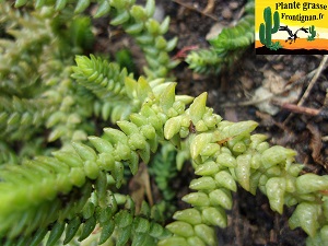 Crassula muscosa var muscosa