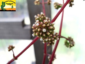 Crassula nudicaulis