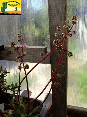 Crassula nudicaulis