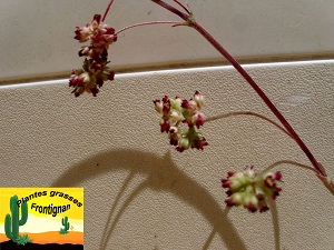 Crassula orbicularis