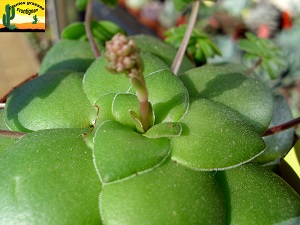 Crassula orbicularis
