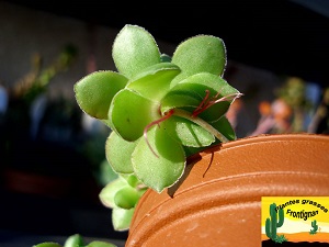 Crassula orbicularis