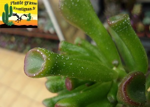 Crassula hydathodes