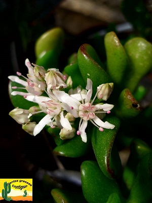 Crassula ovata Gollum