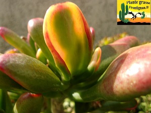 Crassula ovata Red Horn Tree