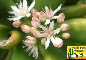 Crassula ovata Red Horn Tree