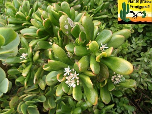 Crassula ovata Red Horn Tree