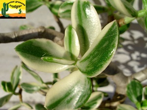 Crassula ovata Variegata