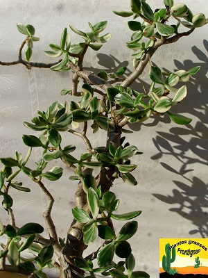 Crassula ovata Variegata