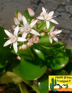 Crassula ovata fleur