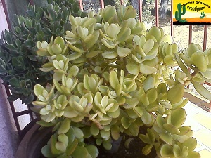 Crassula ovata