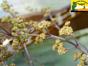 Crassula perforata Variegata