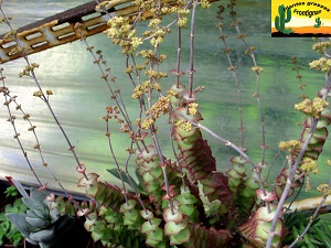 Crassula perforata Variegata