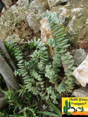 Crassula perforata