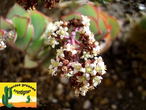 Crassula perforata