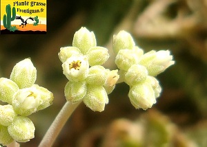 Crassula plegmatoides