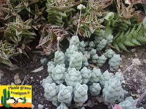 Crassula plegmatoides