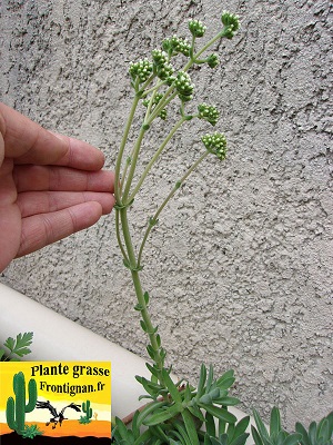 Crassula pubescens ssp pubescens