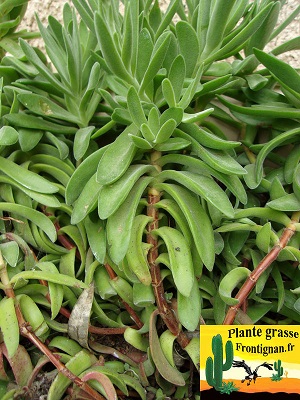 Crassula pubescens ssp pubescens